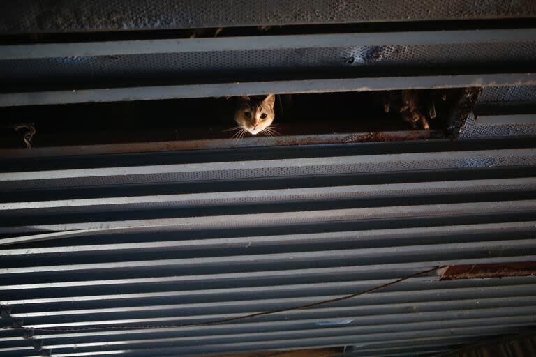 El gato observa curioso desde uno de los techos de la Confitería Neptuno, en la Ciudad Deportvia de la Boca
