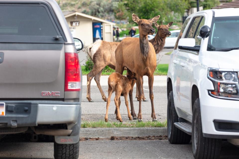 A cow feeds her calf in between cars at Yellowstone.