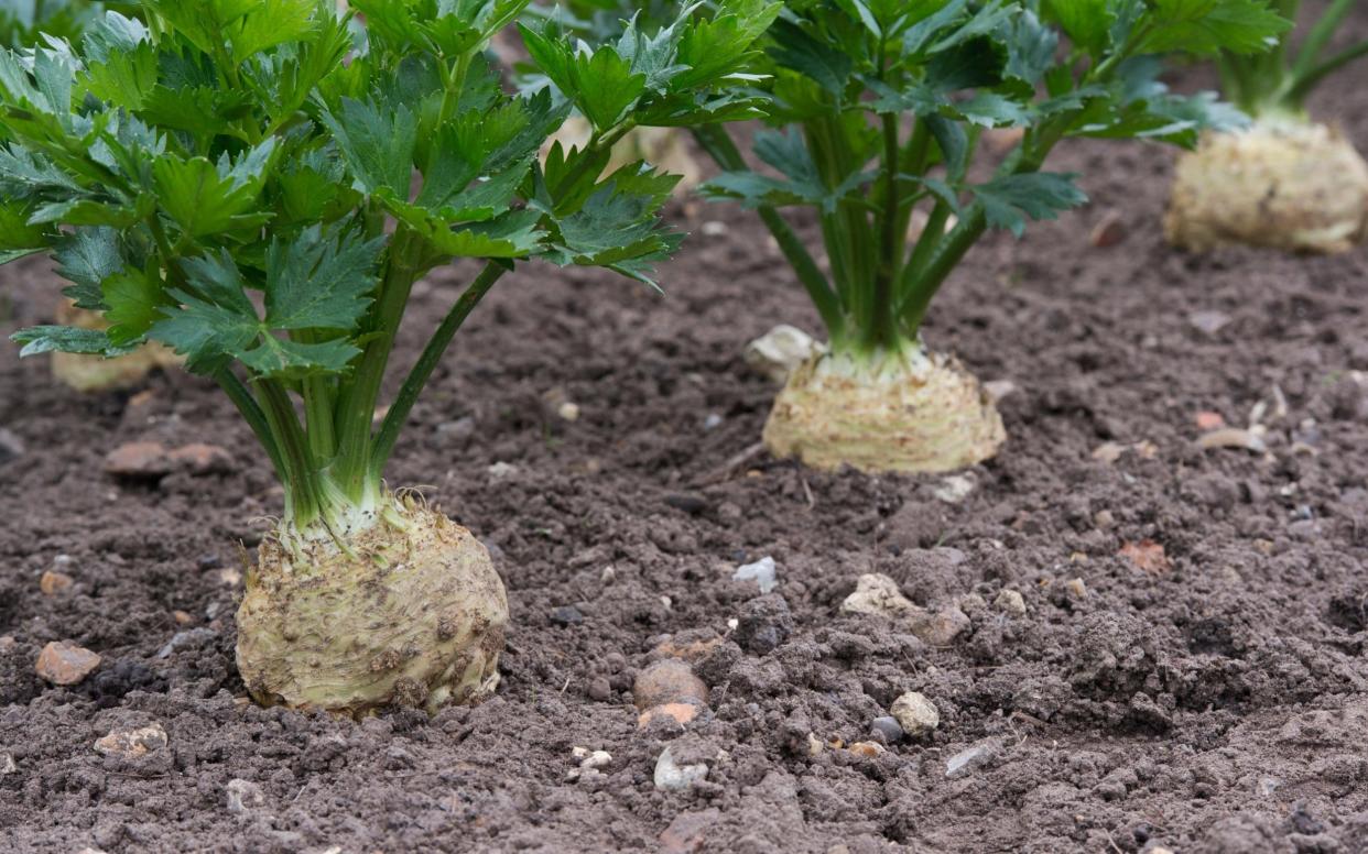 Celeriac Monarch - www.alamy.com