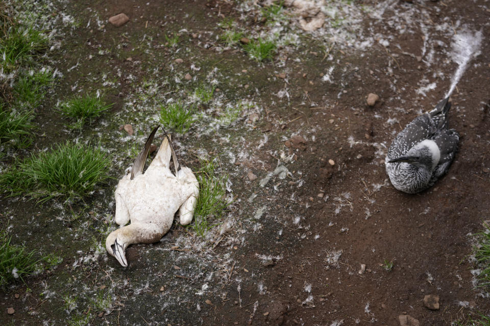 A gray juvenile northern gannet sits next to a dead northern gannet on Bonaventure Island in the Gulf of St. Lawrence off the coast of Quebec, Canada's Gaspe Peninsula, Tuesday, Sept. 13, 2022. If the mate on the nest gets too weak from hunger, it may fly off for food, too, leaving the young one to starve or to wander from the nest and risk being killed by an adult. (AP Photo/Carolyn Kaster)