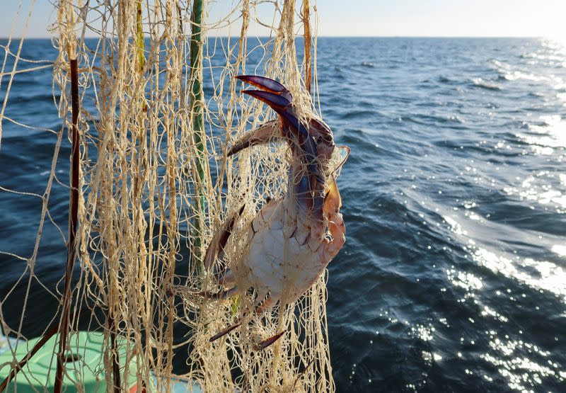 A blue crab is caught in the net of fisherman Ahmed Chelli in Kerkennah Islands