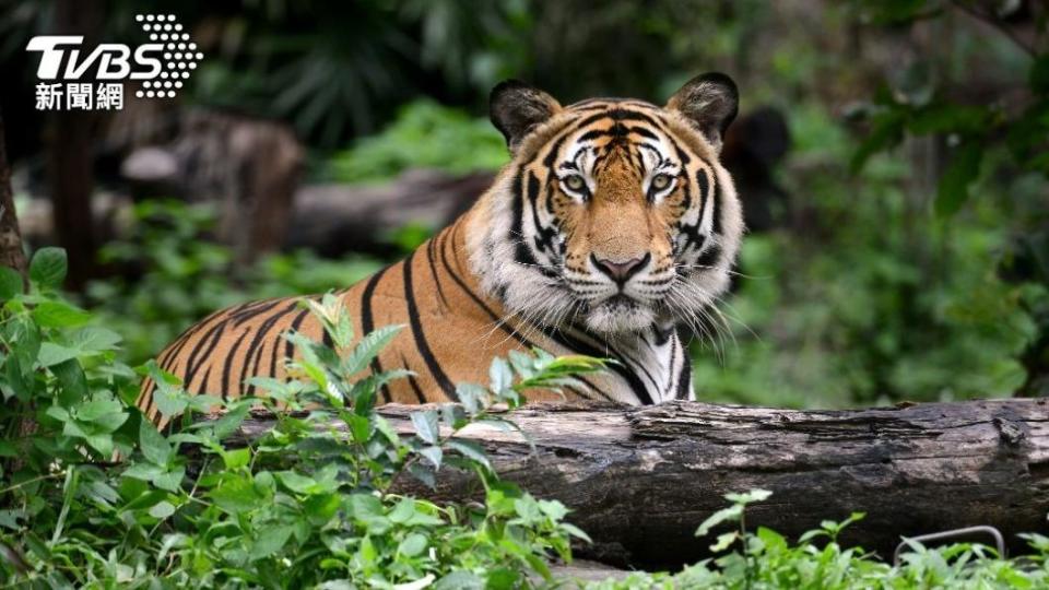 不少動物園有遊客和動物互動環節。（示意圖／shutterstock達志影像）