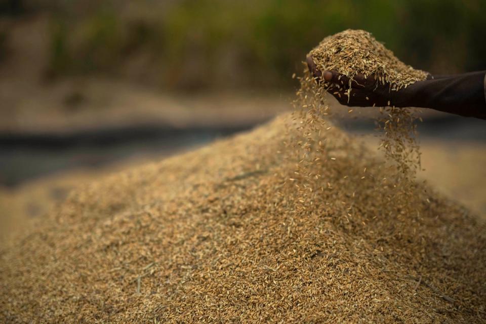 Rice crop on the outskirts of Guwahati, India (AP)