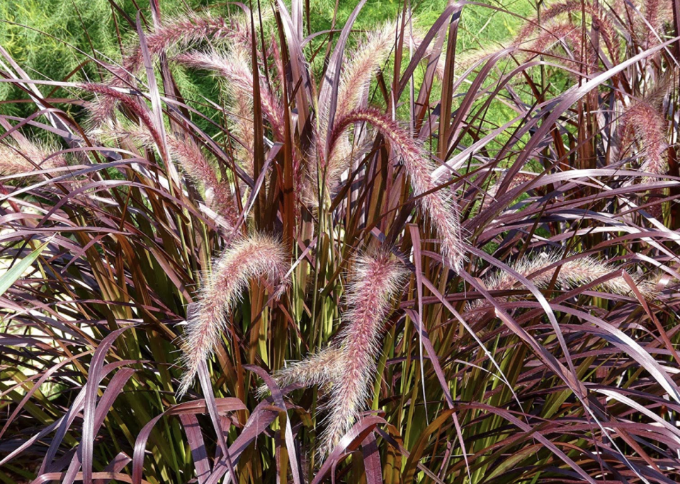 Purple Fountain Grass