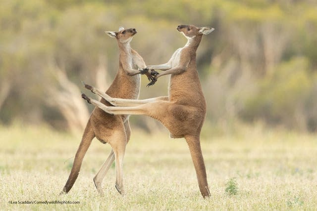 Kangaroos