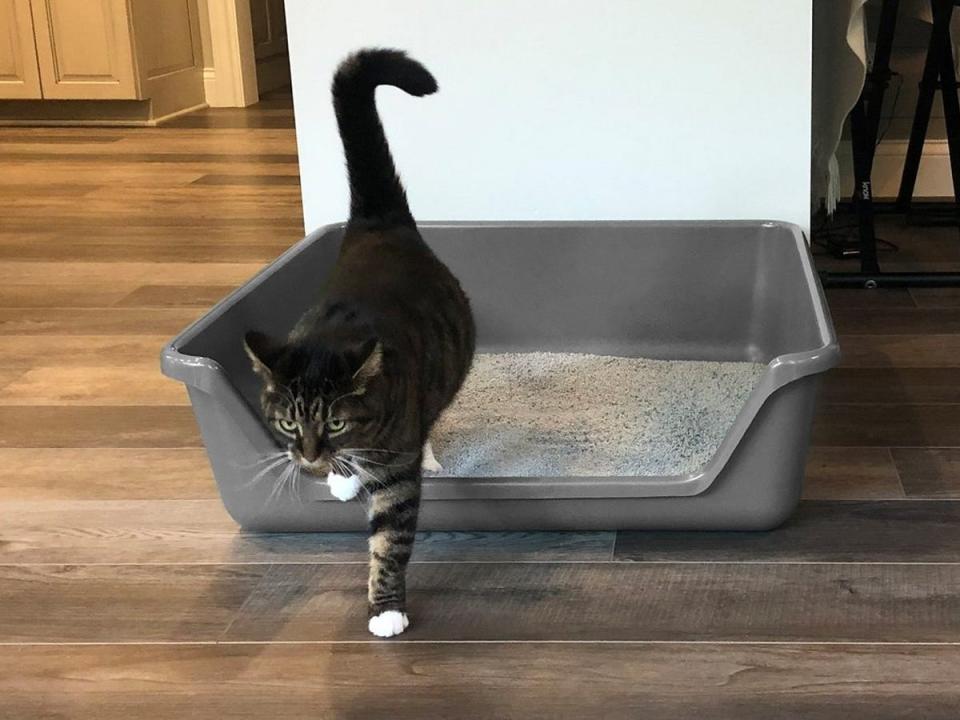 A black and brown cat stepping out of a Shirley K's Senior Cat Litter Box set on a wooden floor.