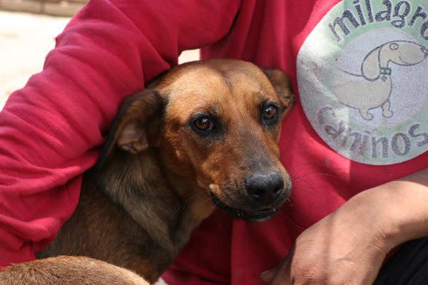 'Milagros caninos' es el primer santuario en América Latina para perros que víctimas de maltrato extremo. (Foto: Sharenii Guzmán | @shareniiguzman | Animal Político-Animal MX)