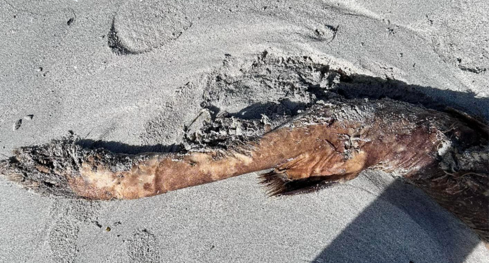 The suspected wobbegong shark, with a furry tail and long brown body, buried in the sand on Dunsborough beach.