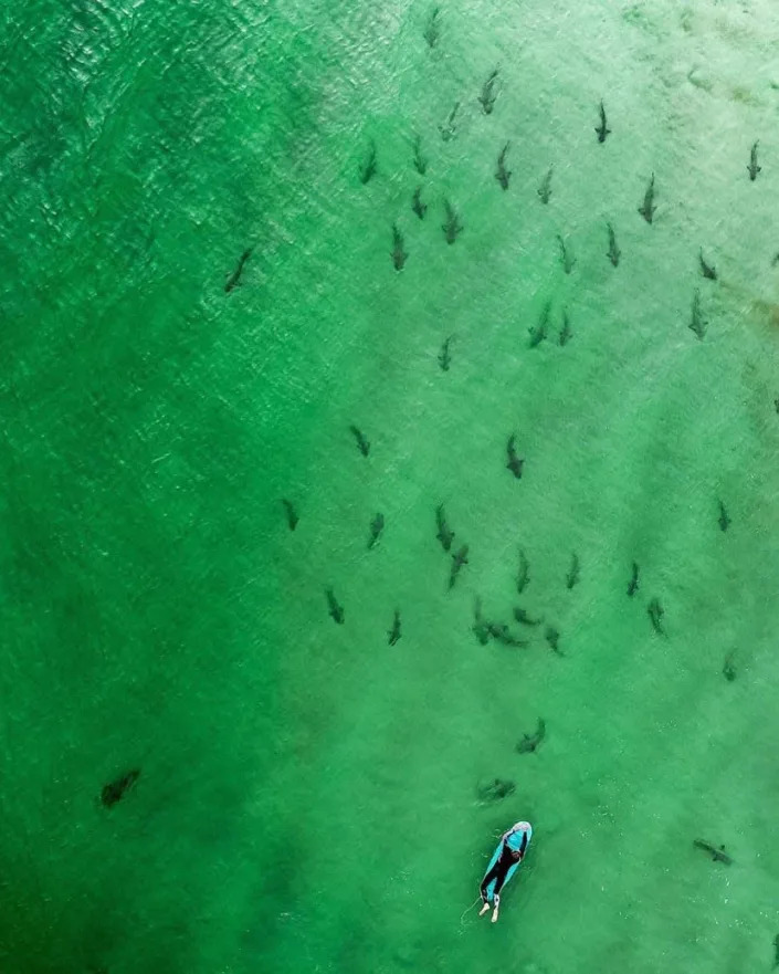 A surfer paddles over several dozen small sharks near New Smyrna Beach, Fla.