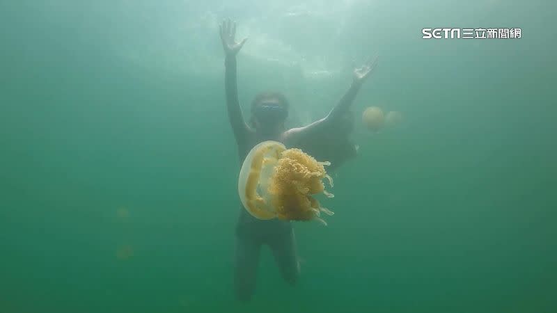 帛琉知名水母湖，遊客與水母共游。