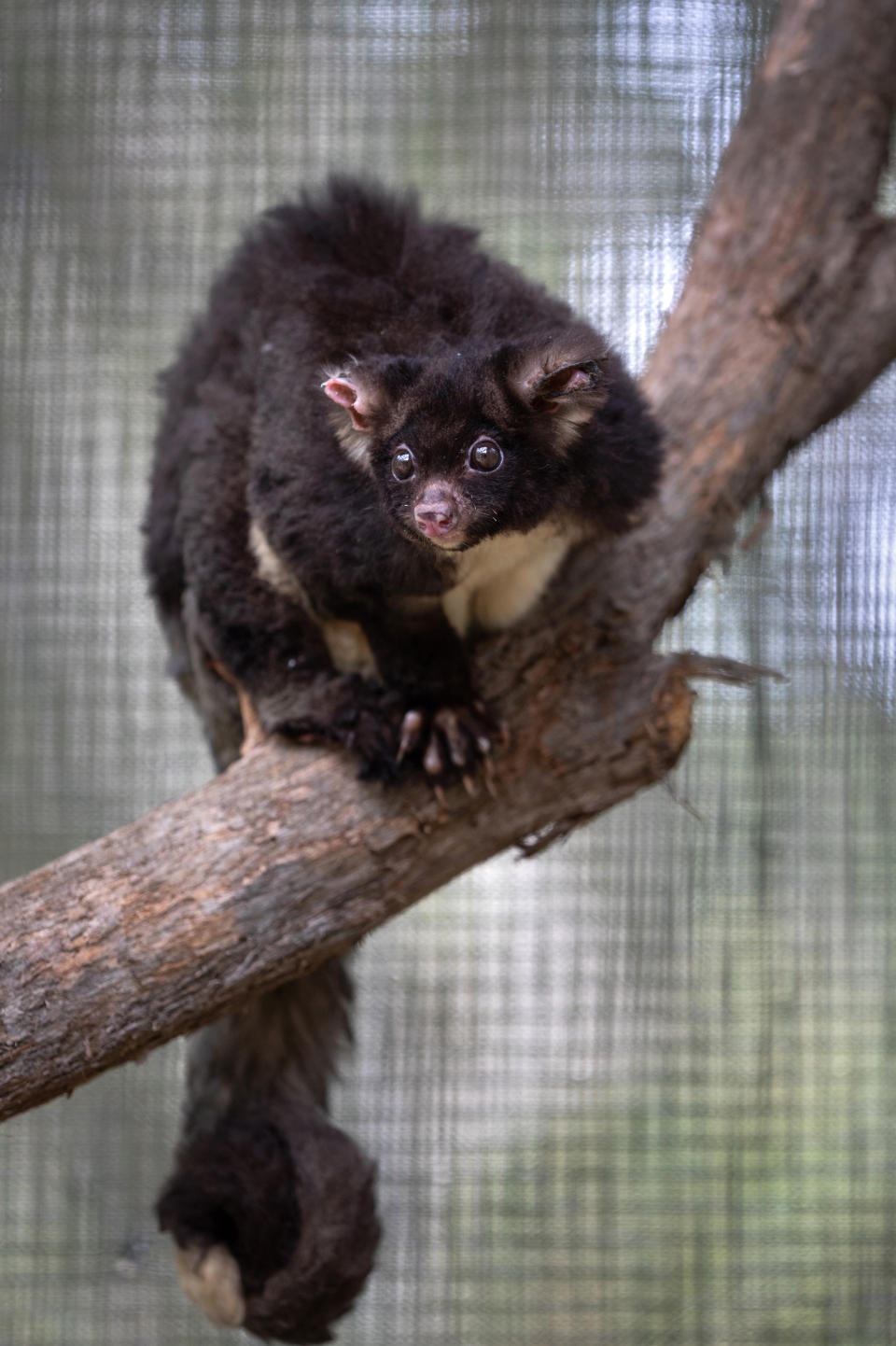 Australia's greater glider species are listed as endangered. Source: Getty