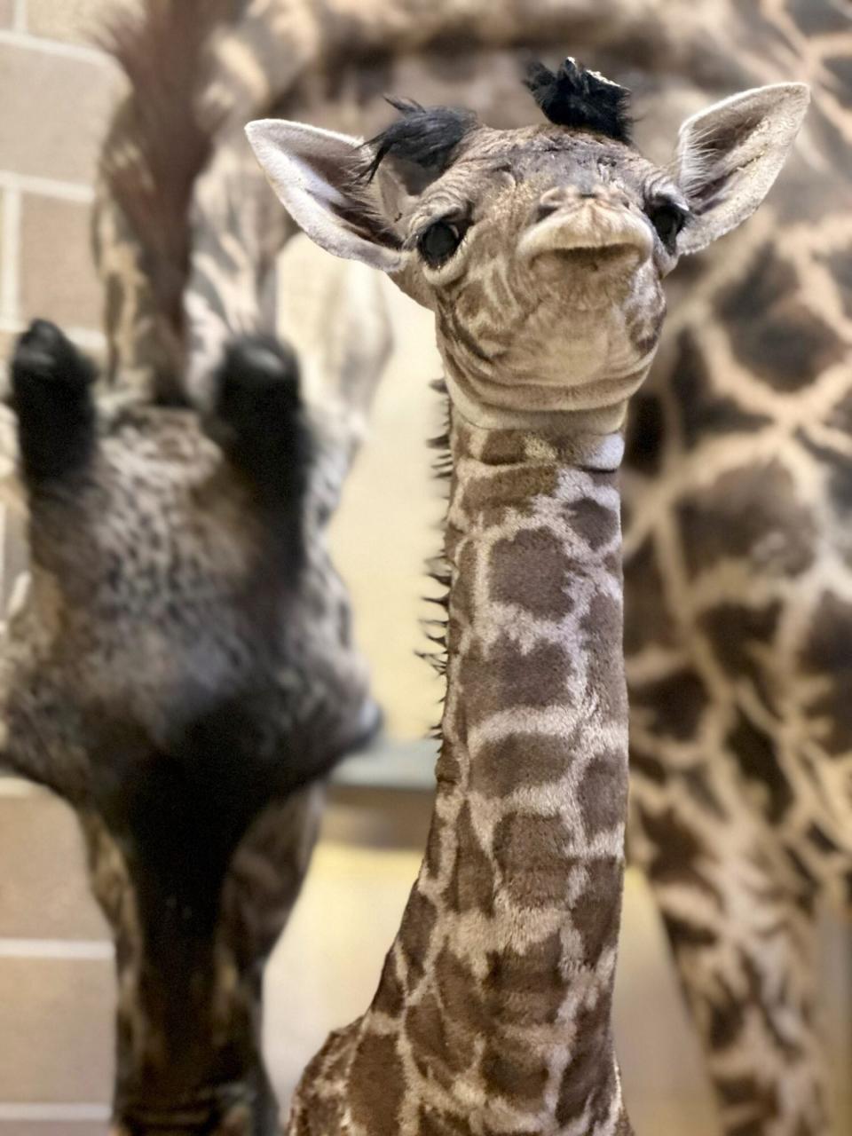 A giraffe was born at the Sacramento Zoo. https://www.facebook.com/SacZoo/. Sacramento Zoo