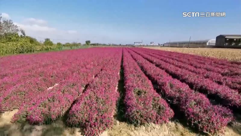 嘉義新港的「迷你普羅旺斯」花海，吸引許多遊客前往拍照。