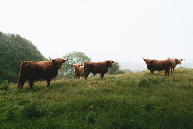 <p>Sophy Roberts</p> Highland cattle at Marshwood Vale.