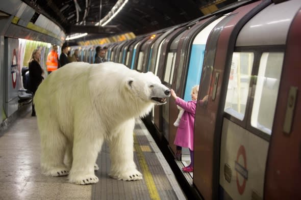 Polar bear shocks commuters on the Tube