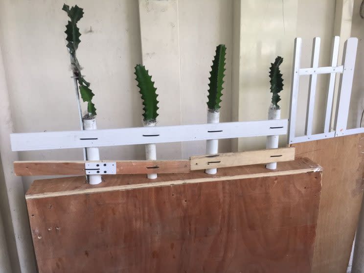 Ms Lee’s family erected a “wall” lined with cacti in an attempt to stop a woman from harassing them. (Photo: Gabriel Choo/Yahoo Singapore)