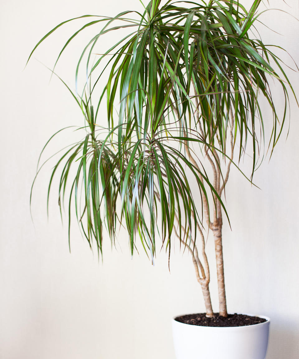 3. Madagascar dragon tree (Dracaena marginata)