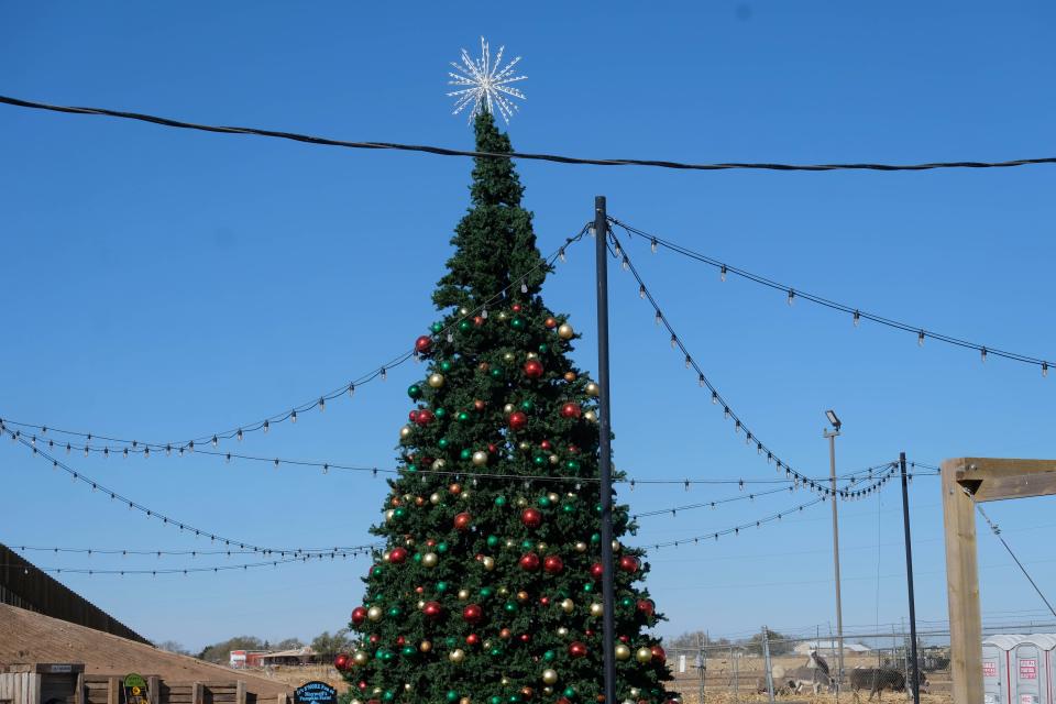 Maxwell's Pumpkin Farm will have two Christmas Trees including a beautifully decorated 30 footer and a 50 foot led tree.