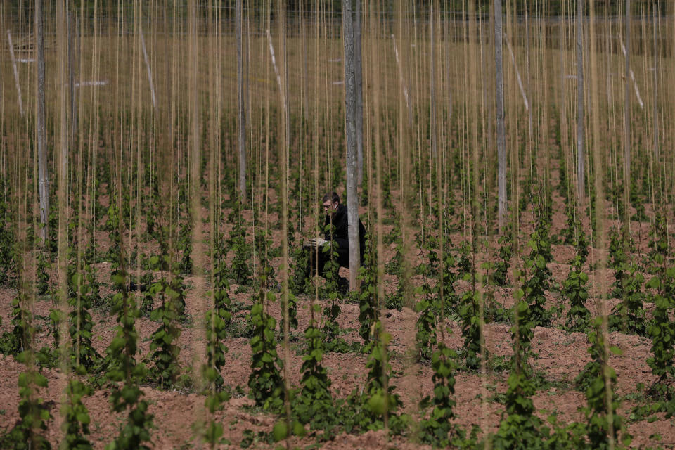 In this May 5, 2020, photo, a seasonal worker trains the growing hops by winding or tying two or three shoots clockwise to each string, at Stocks Farm in Suckley, Worcestershire. Britain’s fruit and vegetable farmers have long worried that the exit from the European Union would keep out the tens of thousands of Eastern European workers who come every year to pick the country’s produce. Now, the coronavirus pandemic has brought that feared future to the present. (AP Photo/Kirsty Wigglesworth)