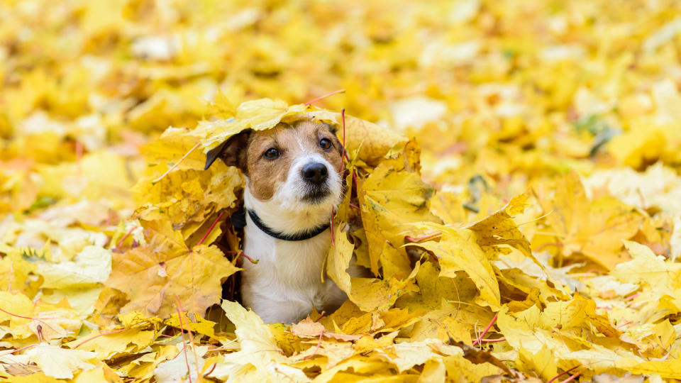 dog buried in leaves