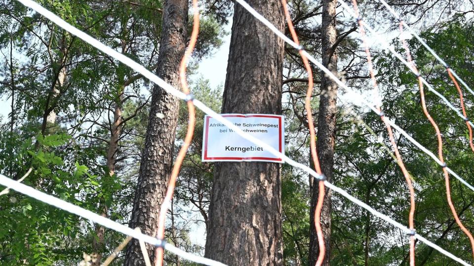 Die Aufschrift: «Afrikanische Schweinepest bei Wildschweinen Kerngebiet» steht auf einem Schild an einem Baum hinter einem mobilen Elektrozaun.