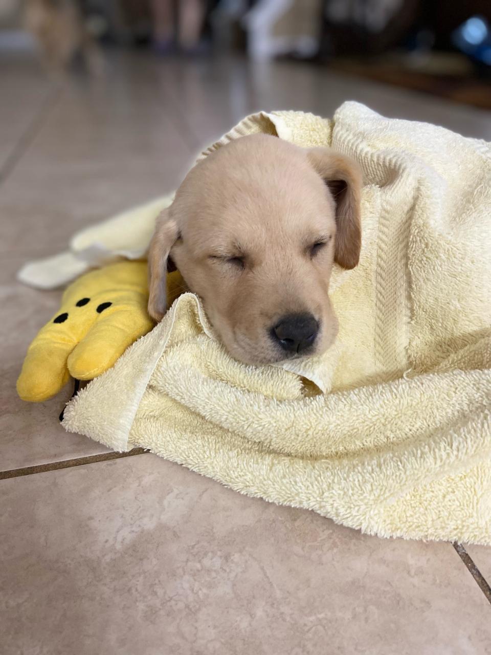 Maya, a golden retriever living in Houston, curls up with a comforting towel. Her dog mom says she sleeps through fireworks shows.