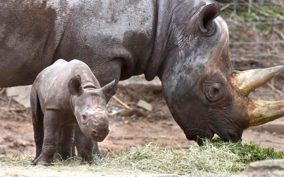 There is high demand for rhino horn in China and Vietnam - Pittsburgh Post-Gazette