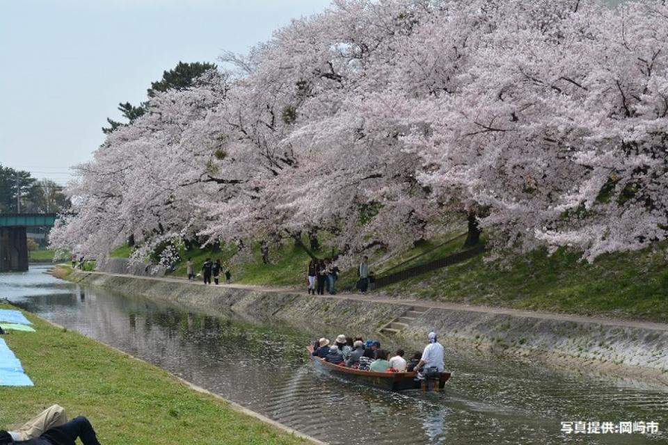 Okazaki Sakura Festival with Boating and Enjoy Lighted Up Sakura. (Photo: KKday SG)