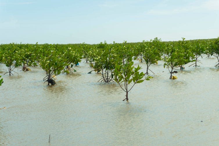 <span class="caption">Replanting mangroves could protect tropical coastlines from flooding and storm surges, while absorbing atmospheric carbon and slowing climate change at the same time.</span> <span class="attribution"><span class="source">Janine Kandel/UNU-EHS</span>, <span class="license">Author provided</span></span>