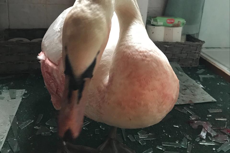 The swan was in surgery for more than an hour after its crashRSPCA