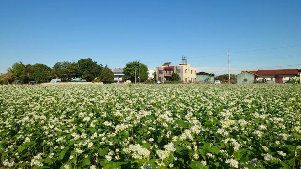 ▲彰化烏溪溪尾大橋下蕎麥花海盛放 迷人景致吸引韓劇迷前來朝聖，感受浪漫又療癒的蕎麥花季。（攝影師米諾斯提供）