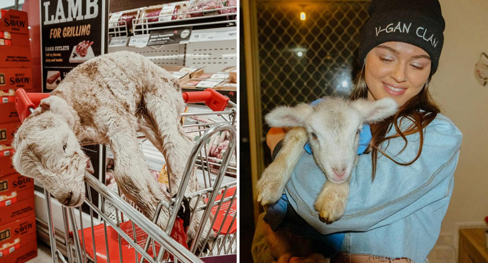 A dead lamb seen in a Coles supermarket. 