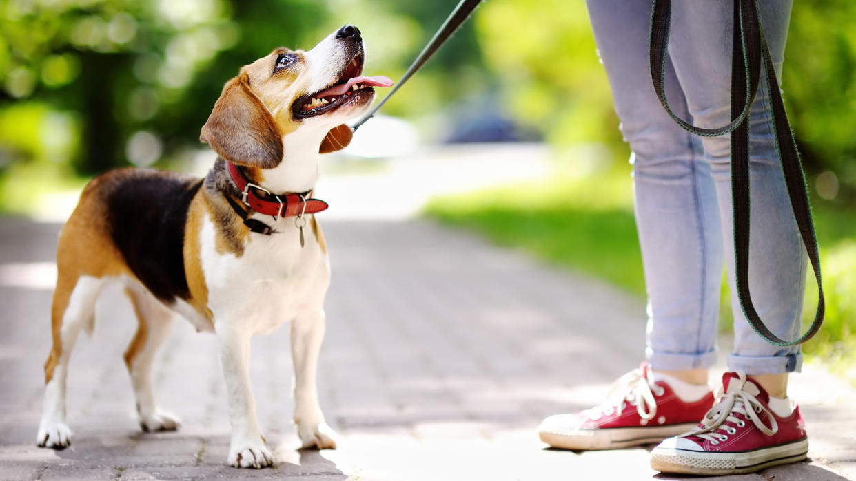  Dog on leash staring up at owner 