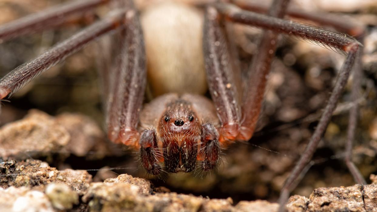  Close up of a brown recluse spider's face. 
