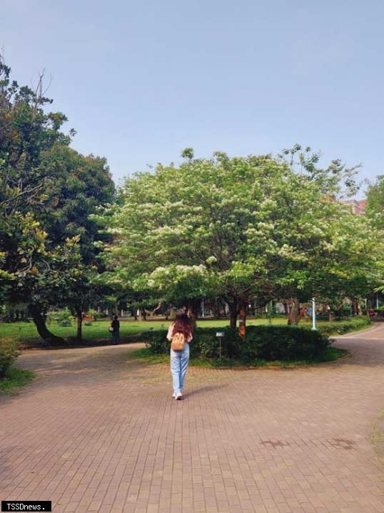 大家不妨抽空走訪位於中和的四號公園，在市區的公園裡就能觀賞到這春日雪景，吸睛度十足，讓人不禁駐足停留觀賞。(新北市景觀處提供)