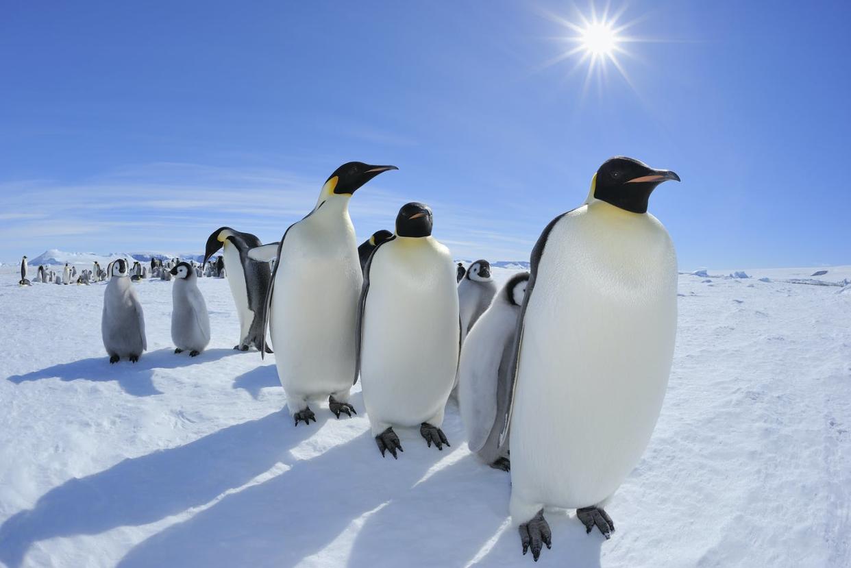 <span class="caption">Penguins are at risk as a warming climate affects sea ice in Antarctica.</span> <span class="attribution"><a class="link " href="https://www.gettyimages.com/detail/photo/emperor-penguin-aptenodytes-forsteri-royalty-free-image/112780877" rel="nofollow noopener" target="_blank" data-ylk="slk:Raimund Linke/The Image Bank via Getty Images;elm:context_link;itc:0;sec:content-canvas">Raimund Linke/The Image Bank via Getty Images</a></span>