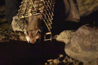 A black-footed ferret is released from a temporary trap into its burrow after the animal was captured so it could be vaccinated against sylvatic plague that can decimate populations of the highly endangered mammals, Wednesday, Oct. 6, 2022, near Fort Belknap Agency, Mont. (AP Photo/Matthew Brown)