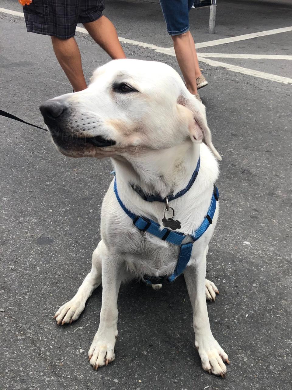 Ace, a 1-year-old English white lab, snacks on a treat in downtown Nashville during CMA Fest on Friday, June 10, 2022.