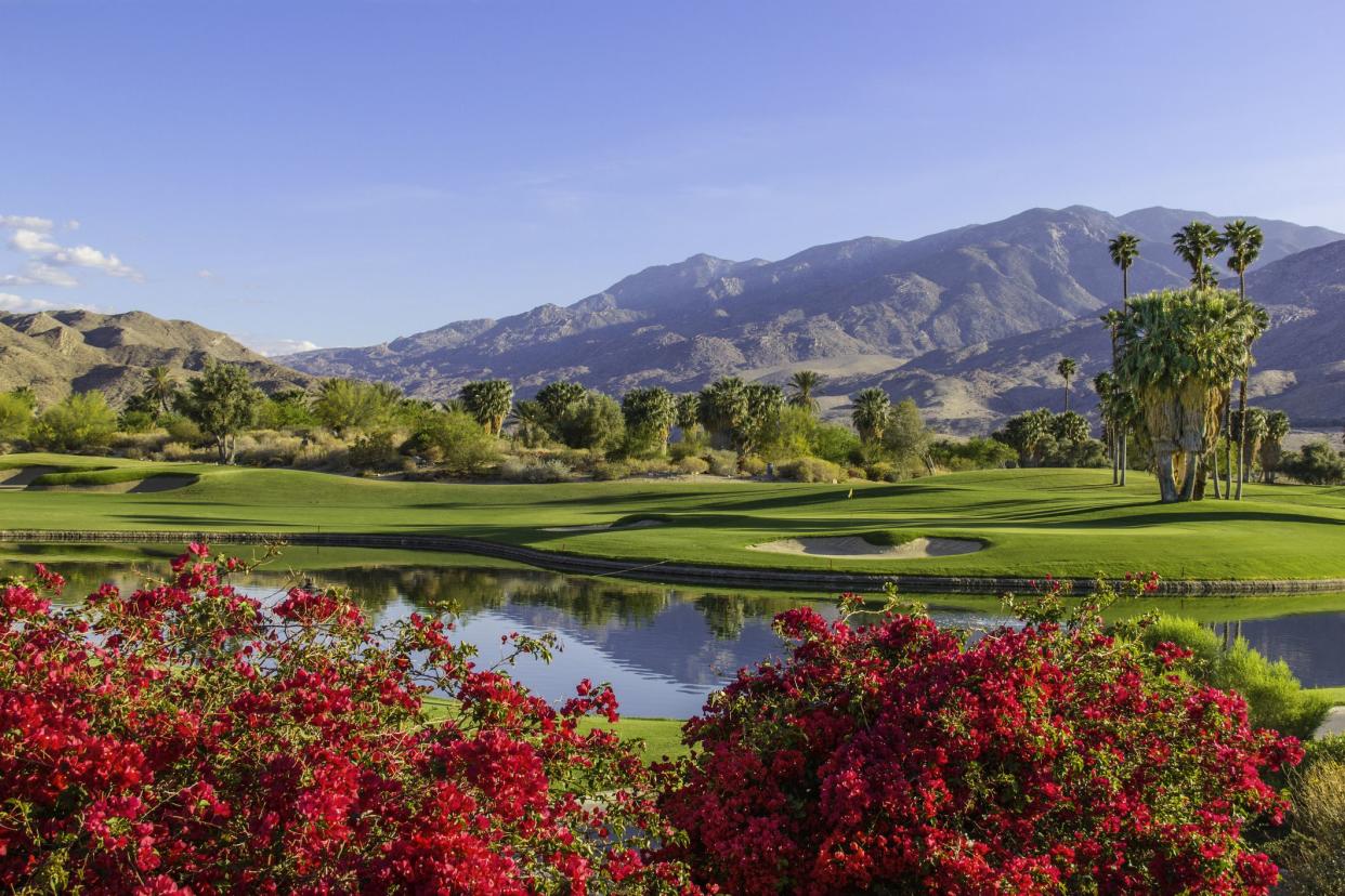 Summer sunlight cast a warm glow to a golf course and bougainvilleas in Palm Springs, California