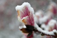 <p>Snow coats a magnolia blossom near the tidal basin, Wednesday, March 21, 2018, in Washington, during a snow storm on the second day of spring. (Photo: Jacquelyn Martin/AP) </p>