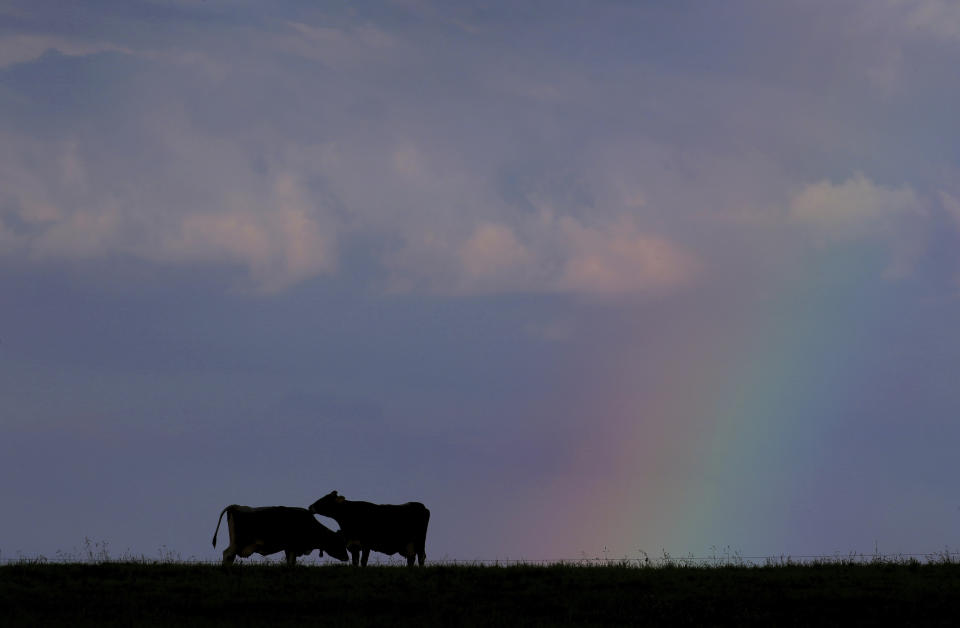 Cows stand under a rainbow in Ruderatshofen, Germany, Wednesday, June 12, 2019. (Karl-Josef Hildenbrand/dpa via AP)