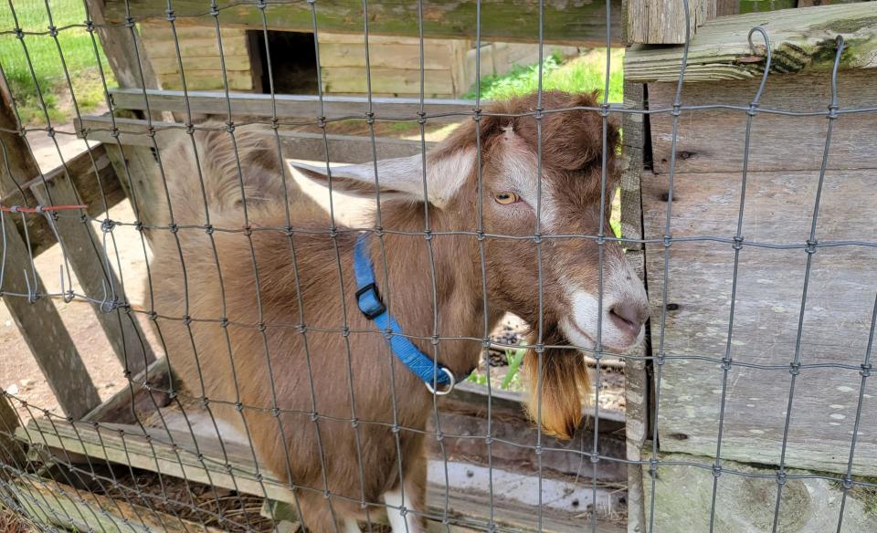 Goats greet visitors at Carl Sandburg Home in Flat Rock.