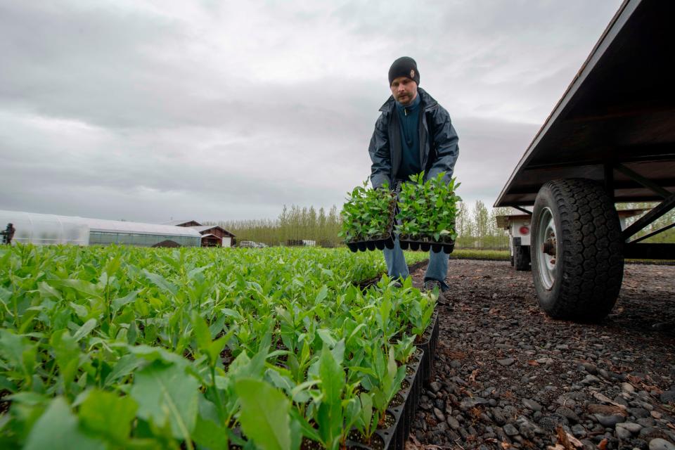 One agricultural worker holds plants in their hands at a greenhouse in Ireland. A trailer is beside the farmer.