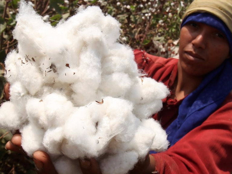 A farmer shows cotton on a farm in Qaha, about 25 km (16 miles) north of Cairo, September 22, 2011. REUTERS/Amr Abdallah Dalsh