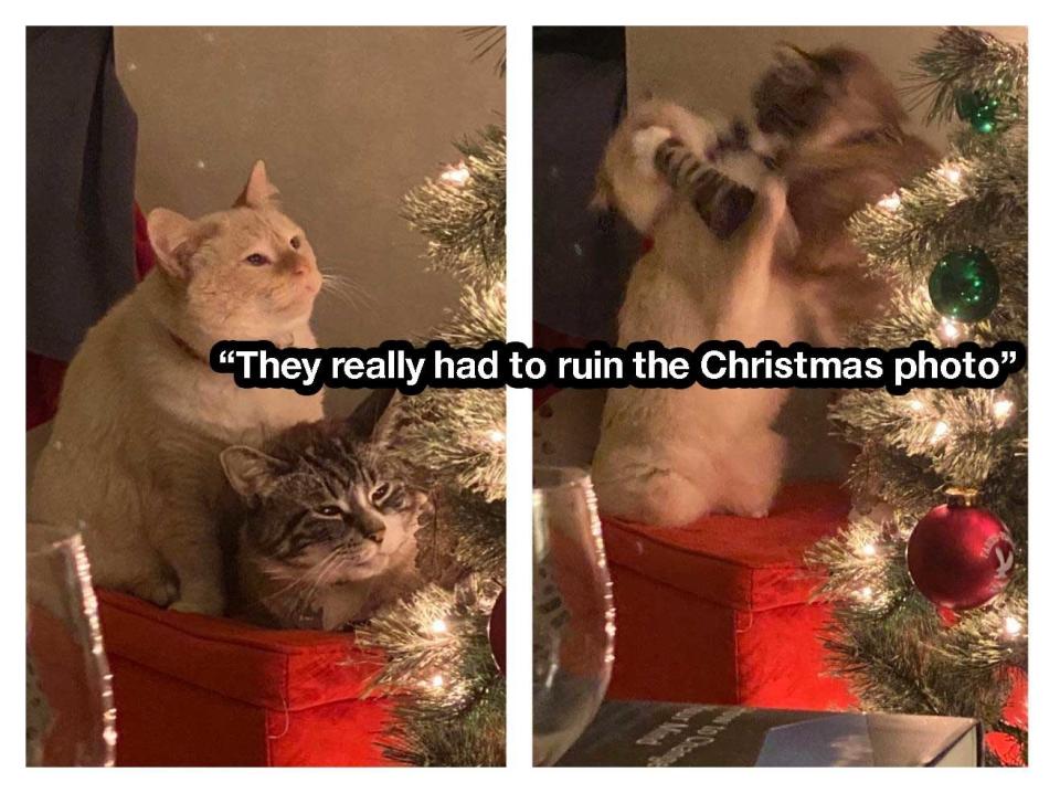 two cats posed for a photo and fighting in the next shot with the words "They really and to ruin the Christmas photo"