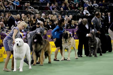 Dogs in the working group are judged during competition at the Westminster Kennel Club Dog show at Madison Square Garden in New York February 16, 2016. REUTERS/Mike Segar