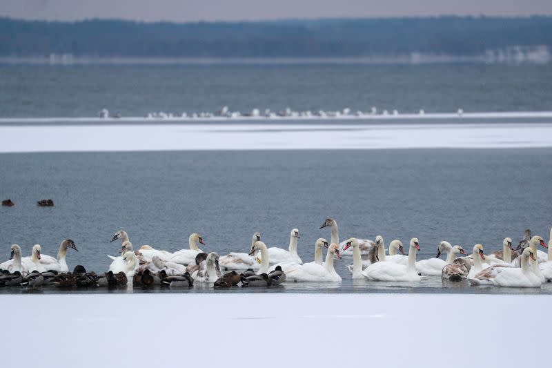 Swans swim in a water reservoir near Ostroh