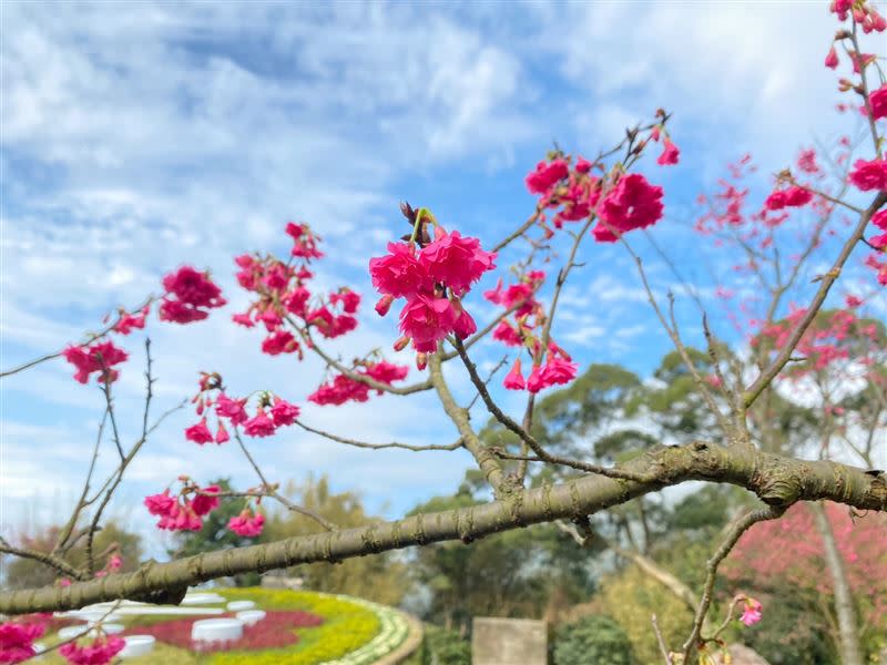 2023陽明山花季以「陽明春曉」為主題，展期自2月11日至3月19日，各品種櫻花、杜鵑相繼綻放。（圖／翻攝自陽明山花季粉專）