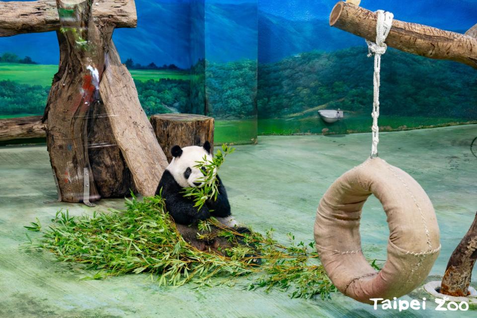 麻布袋向來是動物行豐的好資材。台北市立動物園提供