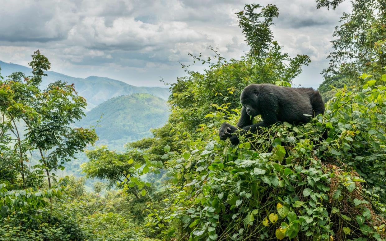 A mountain gorilla in Bwindi Impenetrable National Park